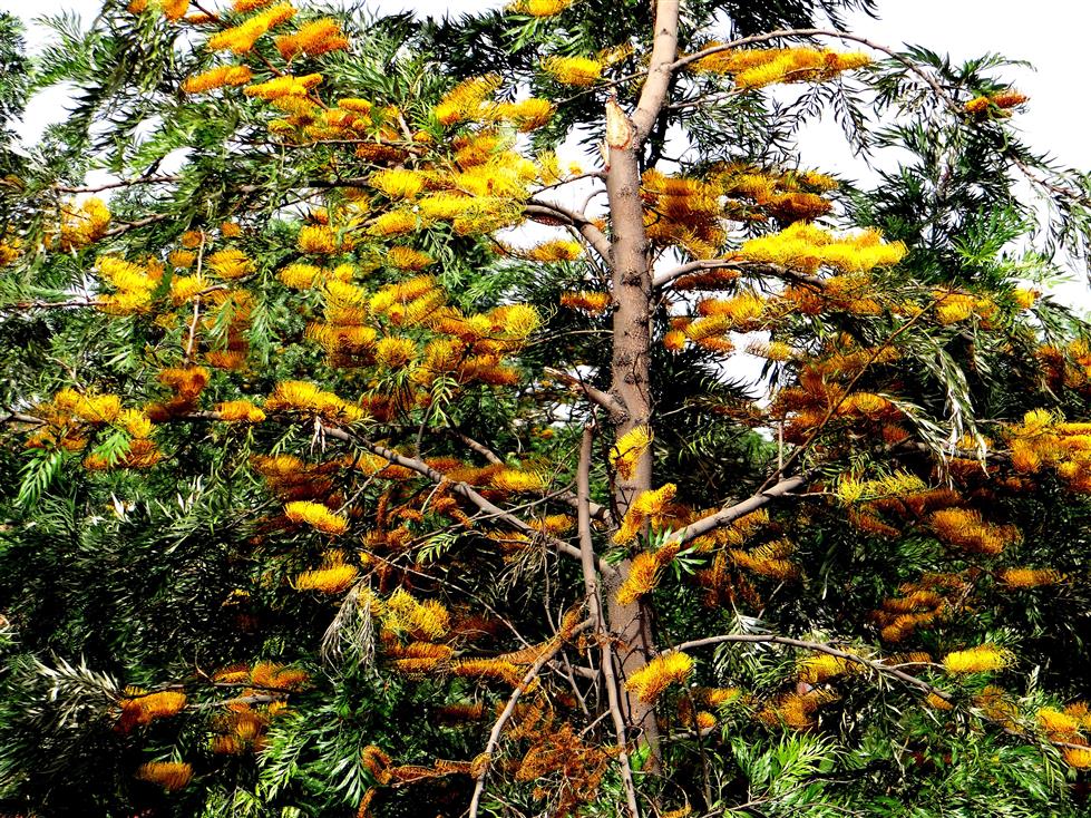 Grevillea robusta